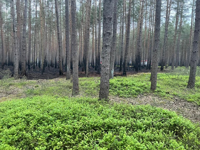 verbrannter Waldboden